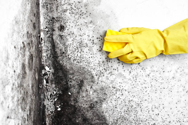 Best Mold Remediation  in Jacksboro, TX