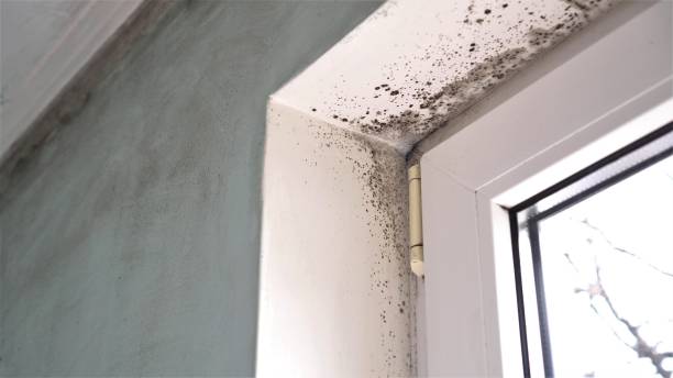 Best Same-Day Mold Removal  in Jacksboro, TX