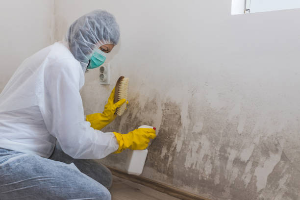 Best Mold Damage Repair  in Jacksboro, TX