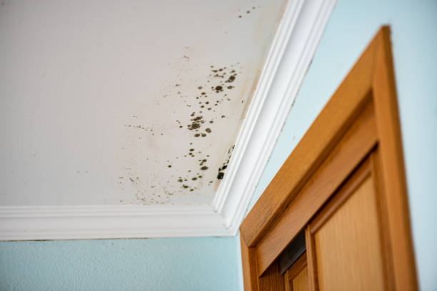 Best Residential Mold Removal  in Jacksboro, TX