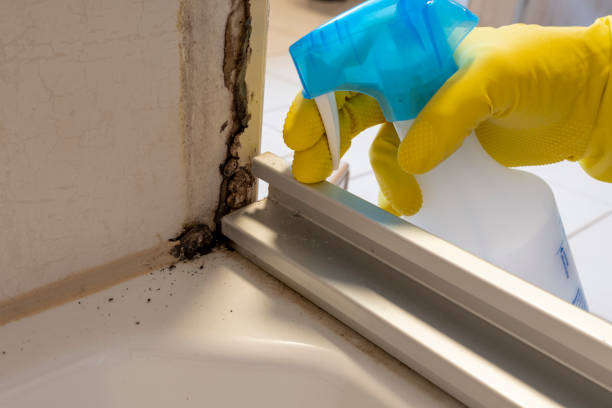 Trusted Jacksboro, TX Mold Removal Experts