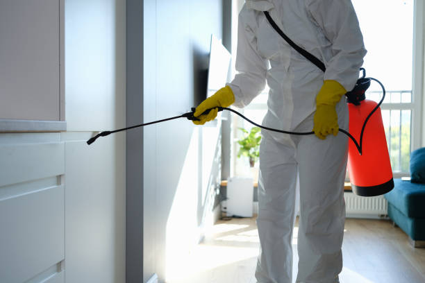 Best Mold Remediation Experts  in Jacksboro, TX