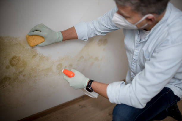 Best Commercial Mold Removal  in Jacksboro, TX