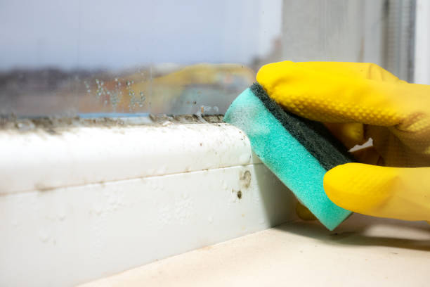 Best Local Mold Removal Service  in Jacksboro, TX