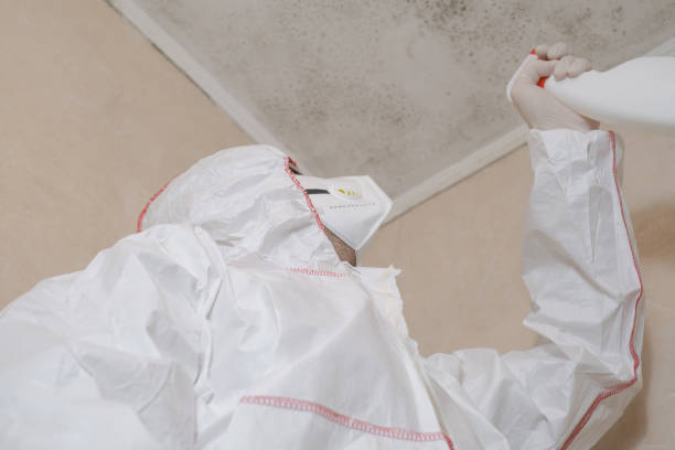 Best Emergency Mold Removal  in Jacksboro, TX