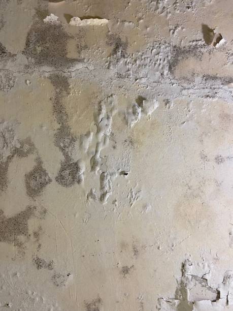 Best Professional Mold Removal  in Jacksboro, TX