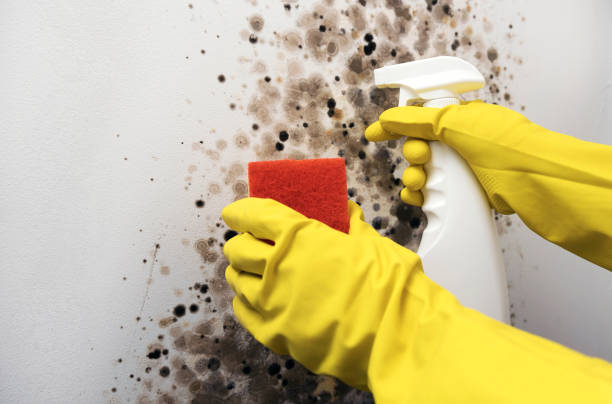 Best Toxic Mold Removal  in Jacksboro, TX