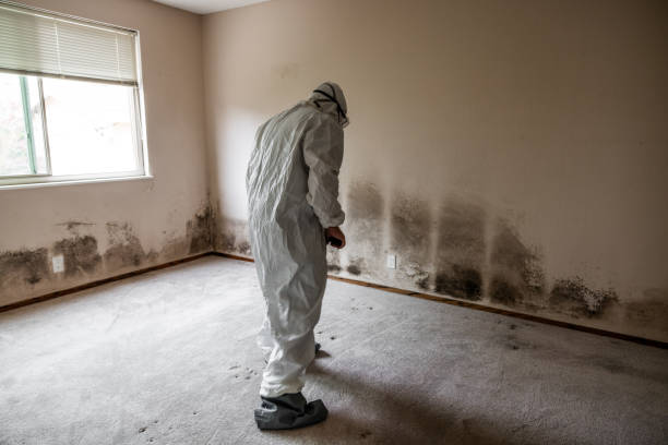 Best Professional Mold Removal  in Jacksboro, TX