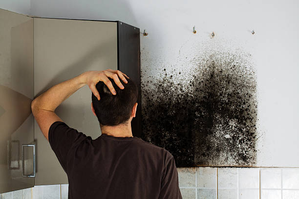 Best Mold Cleaning Services  in Jacksboro, TX