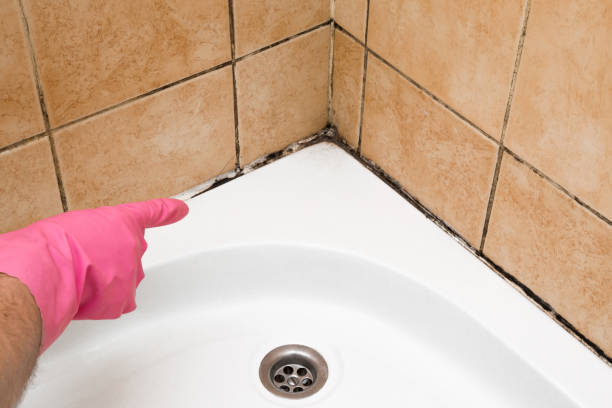 Best Local Mold Removal Service  in Jacksboro, TX