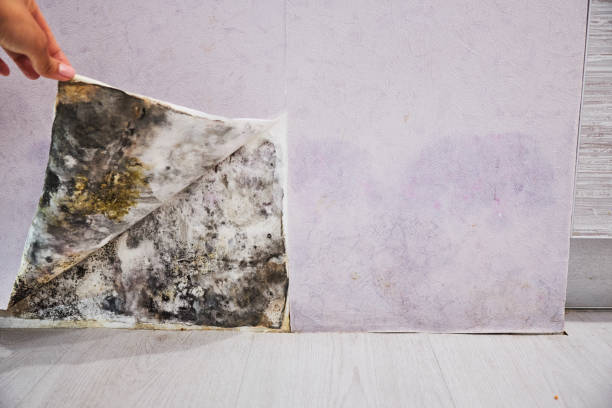Best Black Mold Removal  in Jacksboro, TX